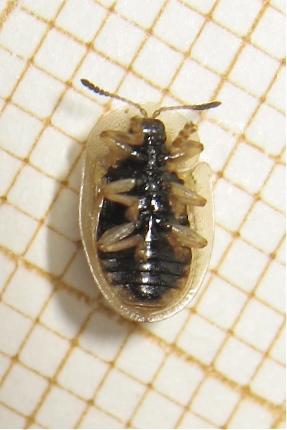 Cassida flaveola