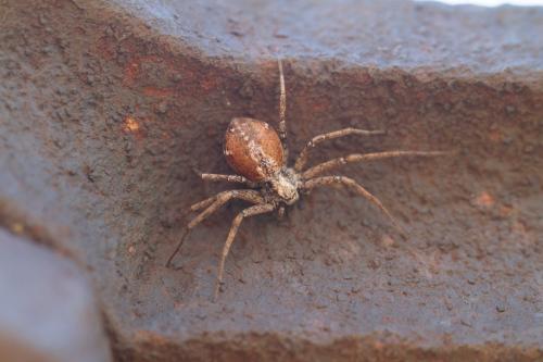 Philodromus sp.