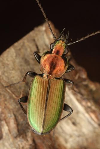 Réf. 161 930 : Agonum viridicupreum