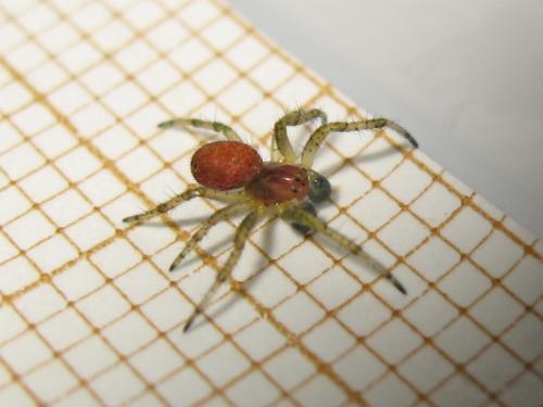 Araniella sp.