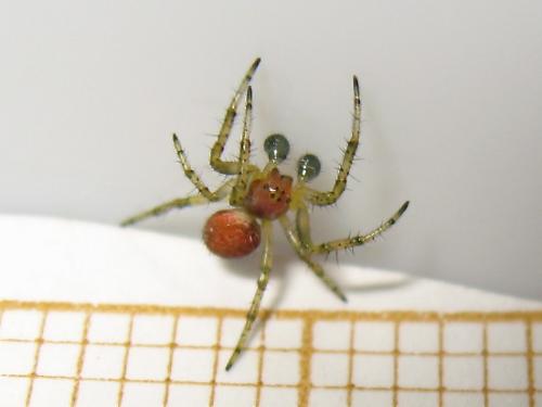 Araniella sp.