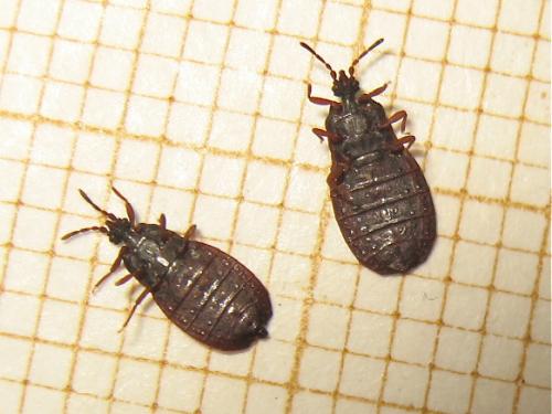 Aneurus avenius