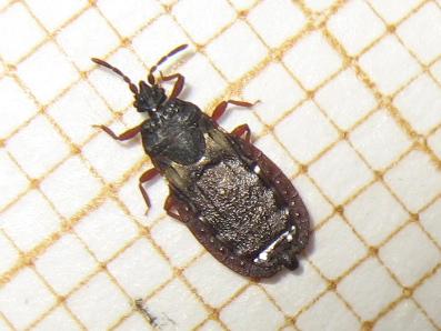 Aneurus avenius