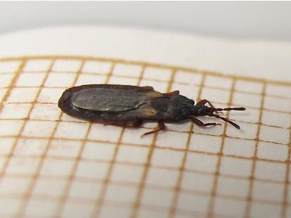 Aneurus avenius