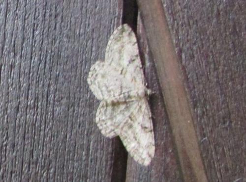 Peribatodes rhomboidaria