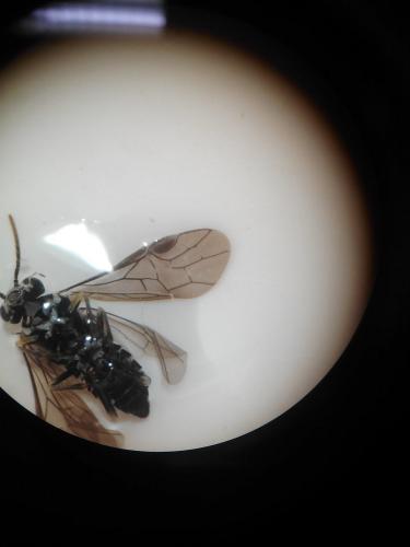 Heterarthrus sp.