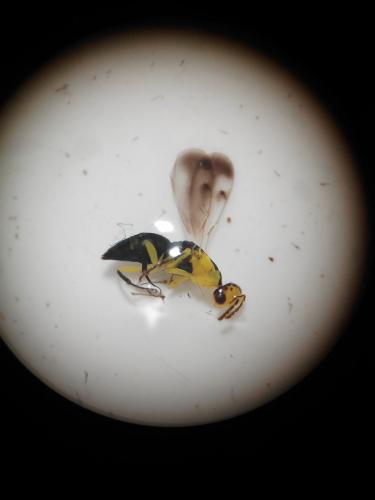 Réf. 161 834 : Aulogymnus aceris