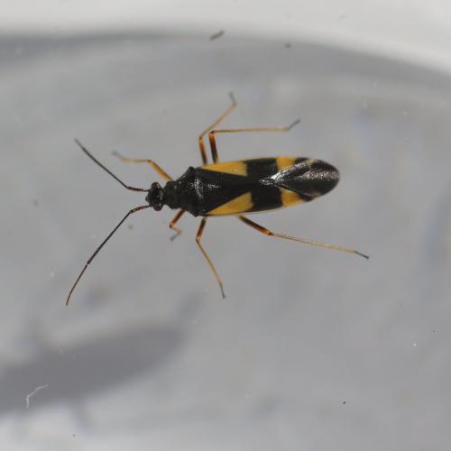 Dryophilocoris flavoquadrimaculatus
