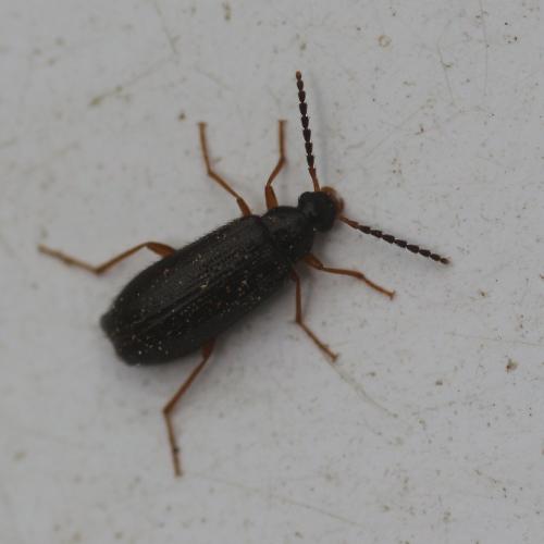 Mycetochara maura