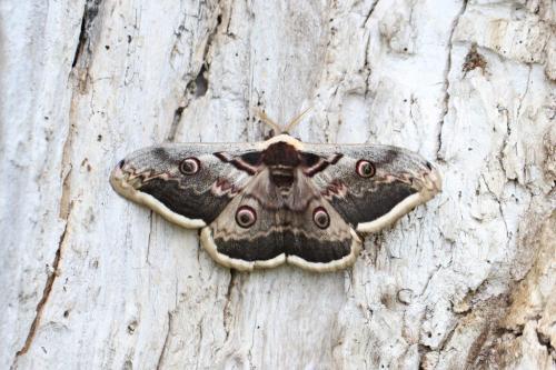 Réf. 161 651 : Saturnia pyri