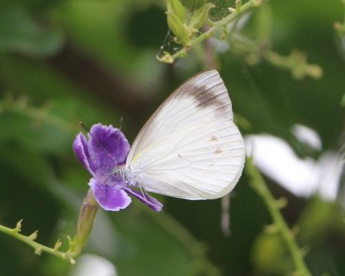 Elodina queenslandica