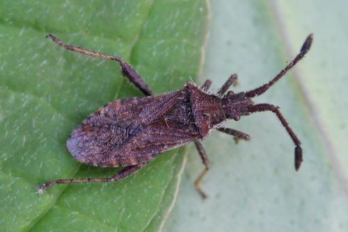 Coriomeris sp.