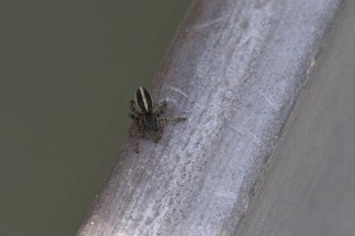 Phlegra fasciata