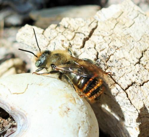 Osmia rufohirta