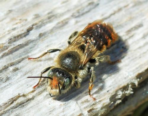 Osmia rufohirta