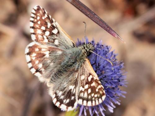 Réf. 161 530 : Pyrgus sp.