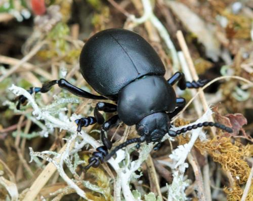Timarcha tenebricosa