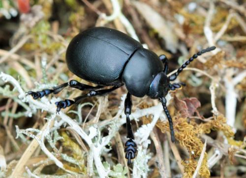 Timarcha tenebricosa