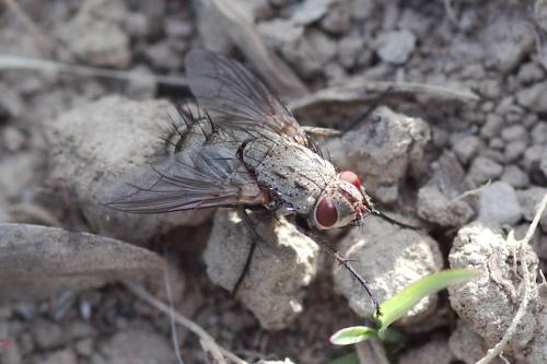 Microphthalma europaea