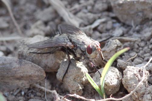 Microphthalma europaea