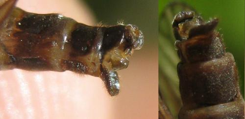 Sialis lutaria
