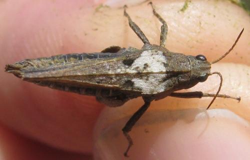 Réf. 161 394 : Tetrix sp.
