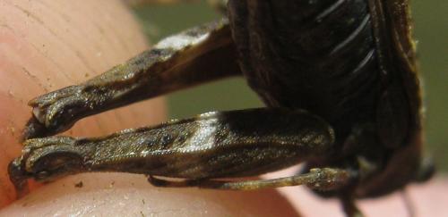 Réf. 161 392 : Tetrix sp.