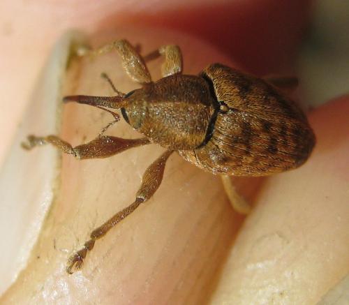 Réf. 161 848 : Curculio sp.