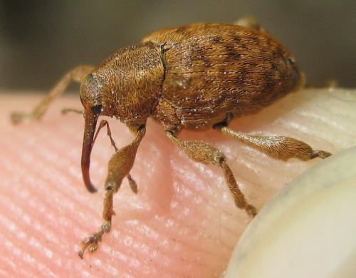 Réf. 161 860 : Curculio sp.