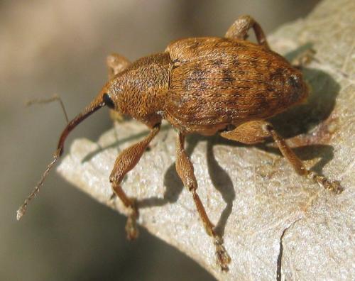 Réf. 161 849 : Curculio sp.