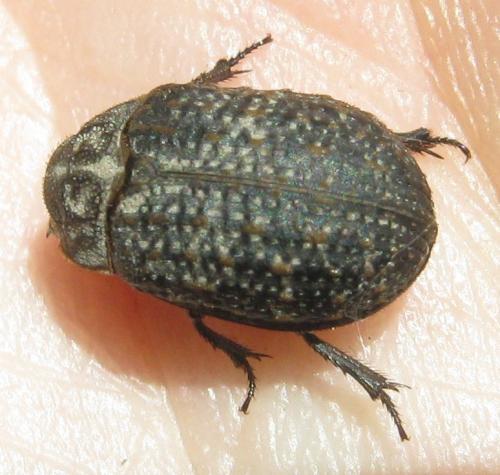 Trox sabulosus