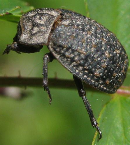 Réf. 161 398 : Trox sabulosus