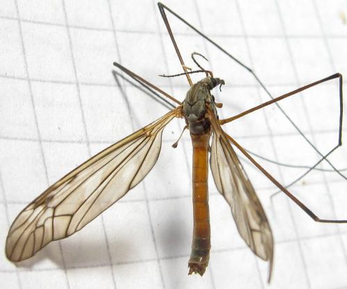 Réf. 161 404 : Tipula hortorum