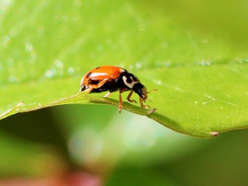 Hippodamia variegata