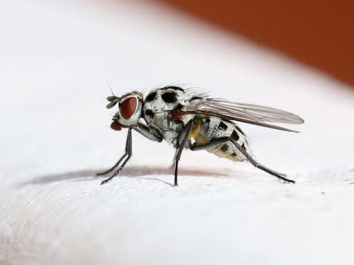 Anthomyia pluvialis