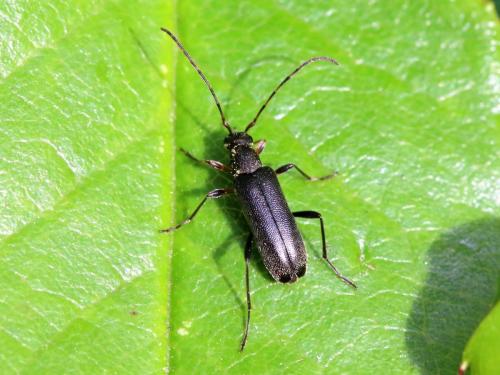 Grammoptera ruficornis