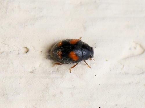 Nephus quadrimaculatus