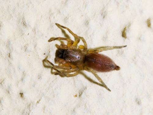 Clubiona sp.