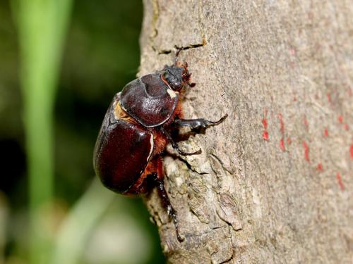 Réf. 161 495 : Oryctes nasicornis