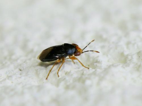 Geocoris erythrocephalus