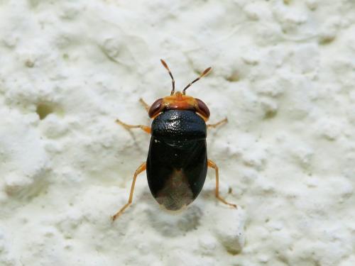 Geocoris erythrocephalus