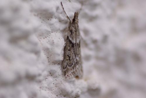 Réf. 161 900 : Eudonia angustea