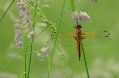 Réf. 161 978 : Libellula fulva