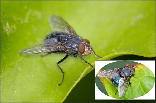 Calliphora vicina