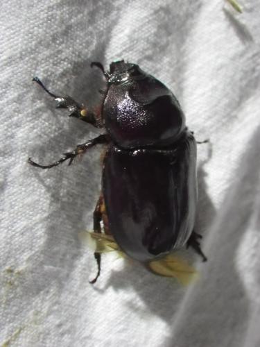 Réf. 161 716 : Oryctes nasicornis