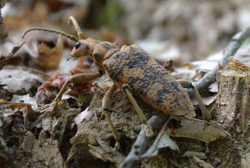 Réf. 161 503 : Rhagium sycophanta
