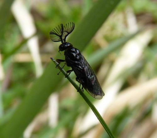 Réf. 161 212 : Monoctenus sp.