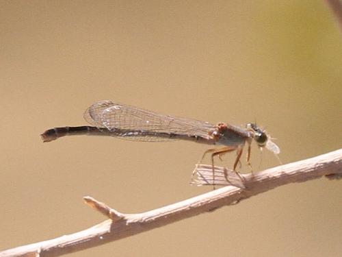 Réf. 161 628 : Ischnura sp.