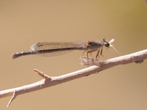 Réf. 161 213 : Ischnura sp.