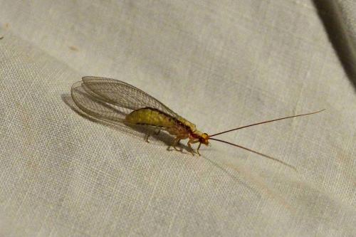 Italochrysa italica